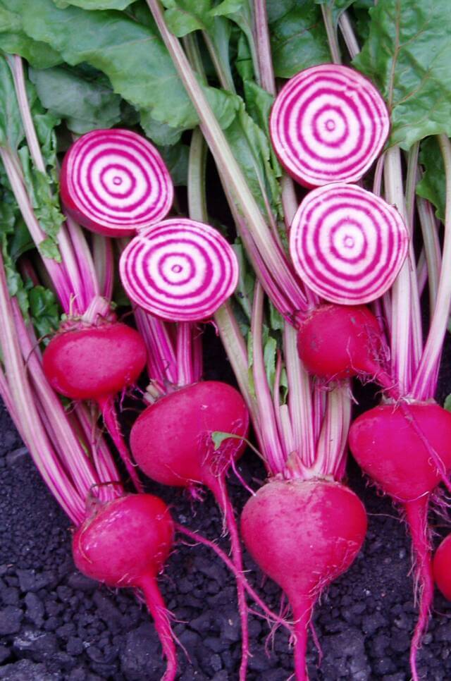 https://www.semisurbains.com/wp-content/uploads//2015/03/vegetables-beet-chioggia.jpg