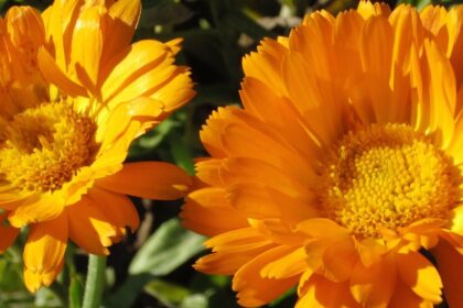 Calendula - Erfurter