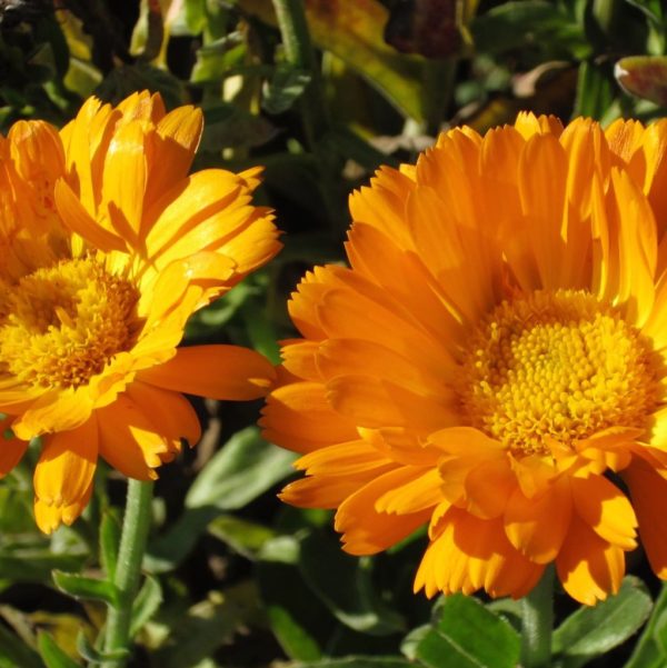 Calendula - Erfurter