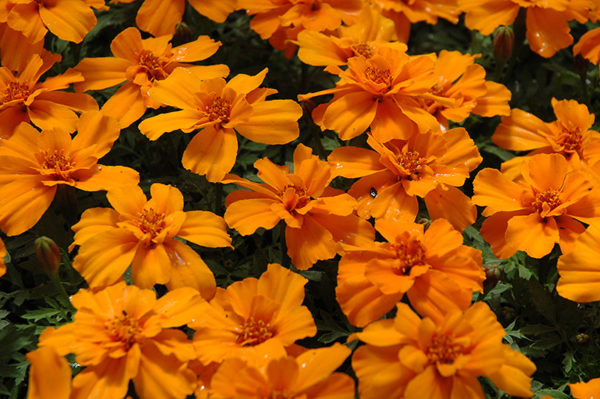 Tagète - Tangerine