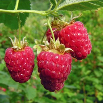 Raspberry Festival