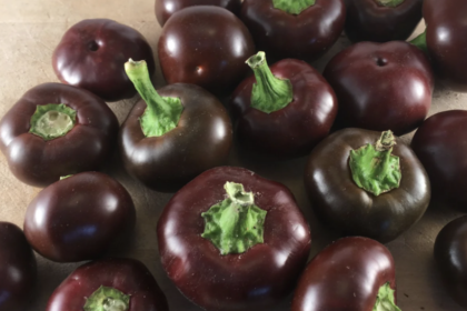 Poivron (doux) - Sweet chocolate