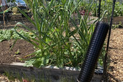 Jardin surélevé - Filet à écureuils