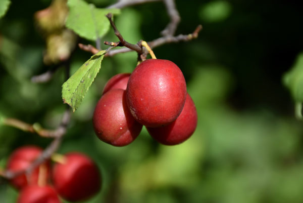 Prune - Toka
