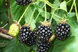 Blackberry - Chester