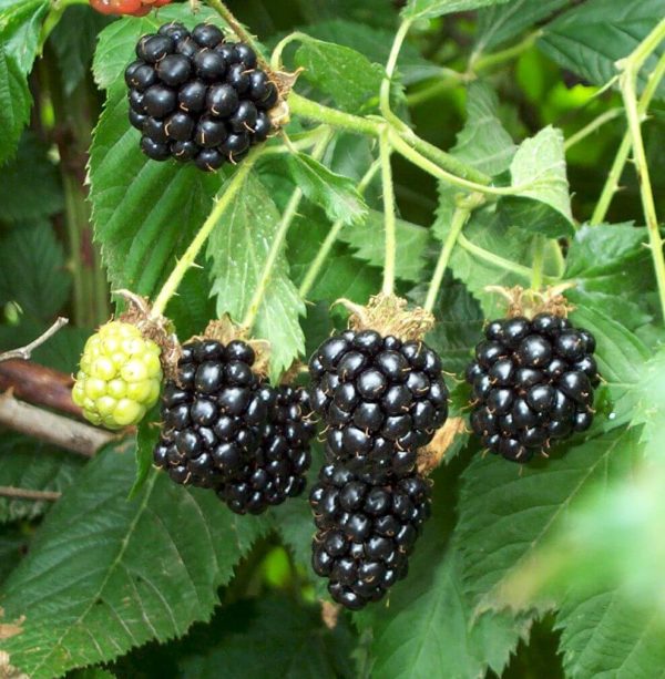 Blackberry - Chester