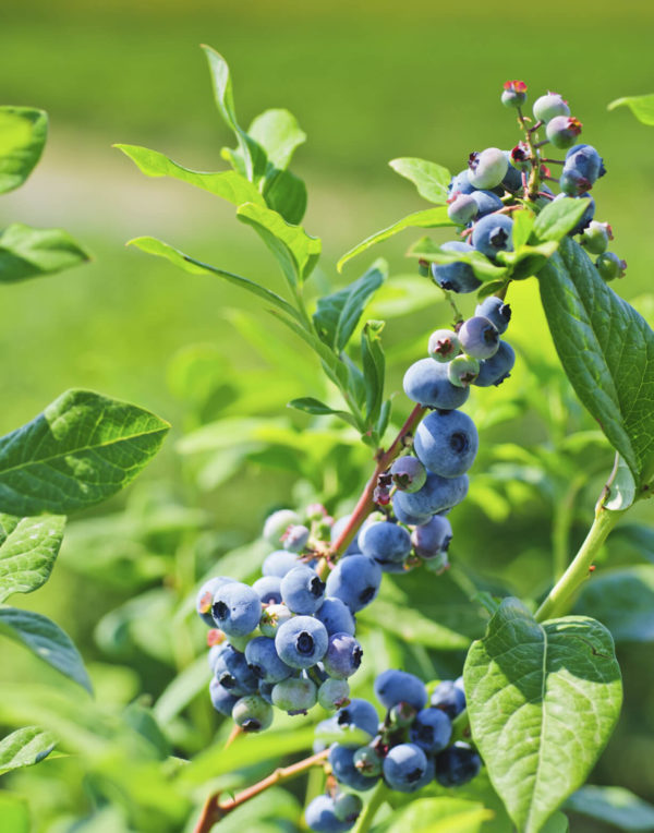 Bleuetier - Blue Crop