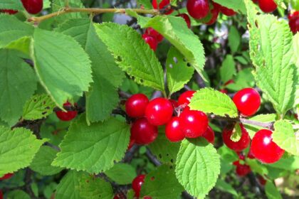 Cerisier (buisson) - Crimson Passion