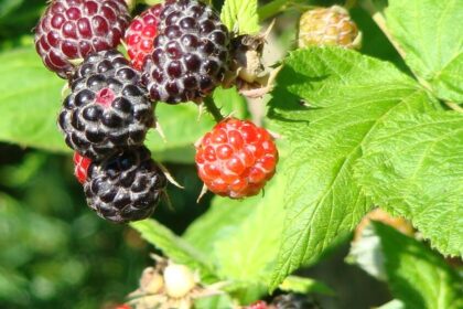 Framboisier - Mac noir
