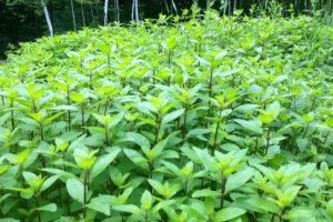 Champ de menthe