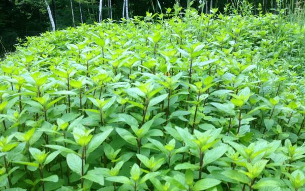 Champ de menthe