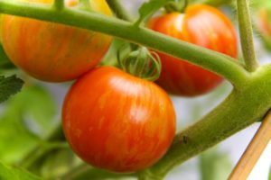 Tomate - Pink Bumblebee