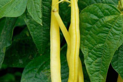 Haricot - Monte Gusto