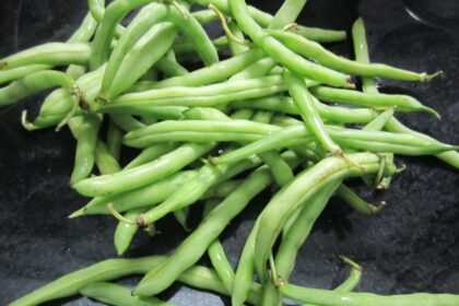 Haricot - Provider (nain)