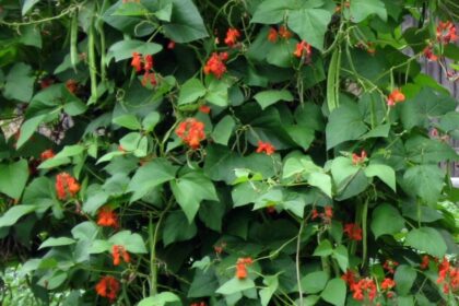 Haricot - Scarlet Runner