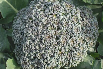 Brocoli - Di Ciccio