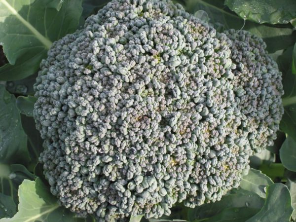 Brocoli - Di Ciccio