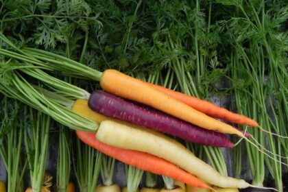 Carotte - Witches Fingers