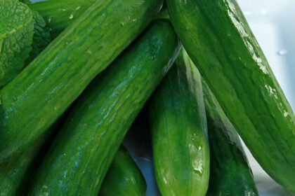 Concombre - Super Zagross