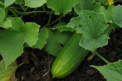 Concombre - Tournesol Field Cuke