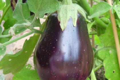 Aubergine - Black Beauty