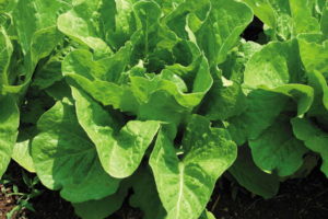 Lettuce - buttercrunch