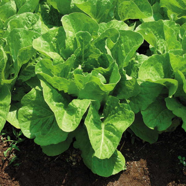 Lettuce - buttercrunch