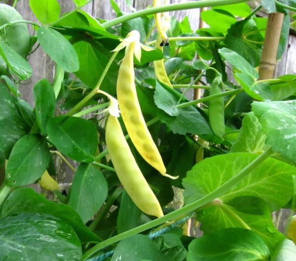 Pois - Golden Sweet Snow Pea