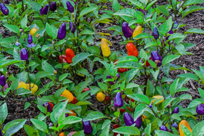 Piment (fort) - Chinese 5 colour