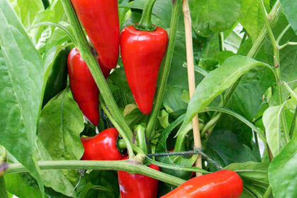 Piment (fort) - Jalapeño