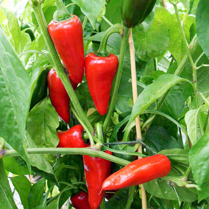 Piment fort - Serrano rouge piquant