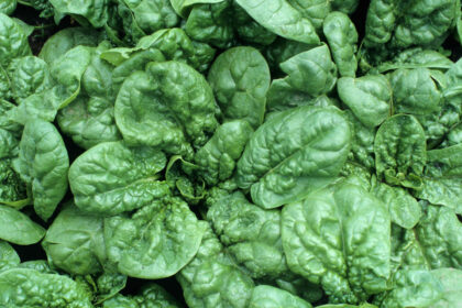 Épinards - Bloomsdale