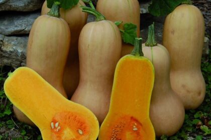 Courge – Waltham Butternut