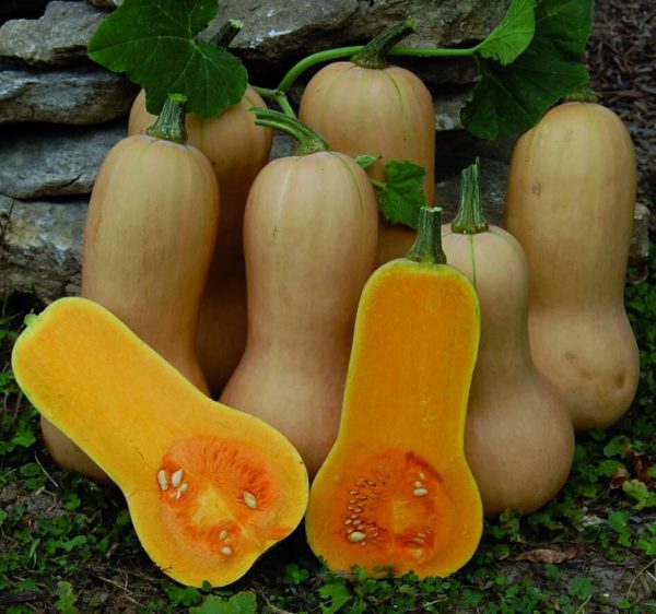 Courge - Waltham Butternut