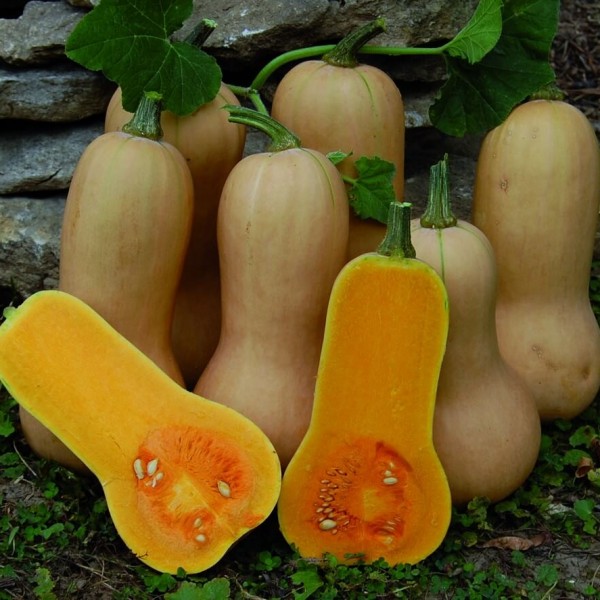 Courge butternut semis urbains