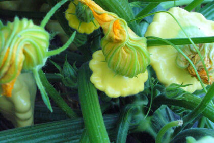 Courgette - Golden Scallopini