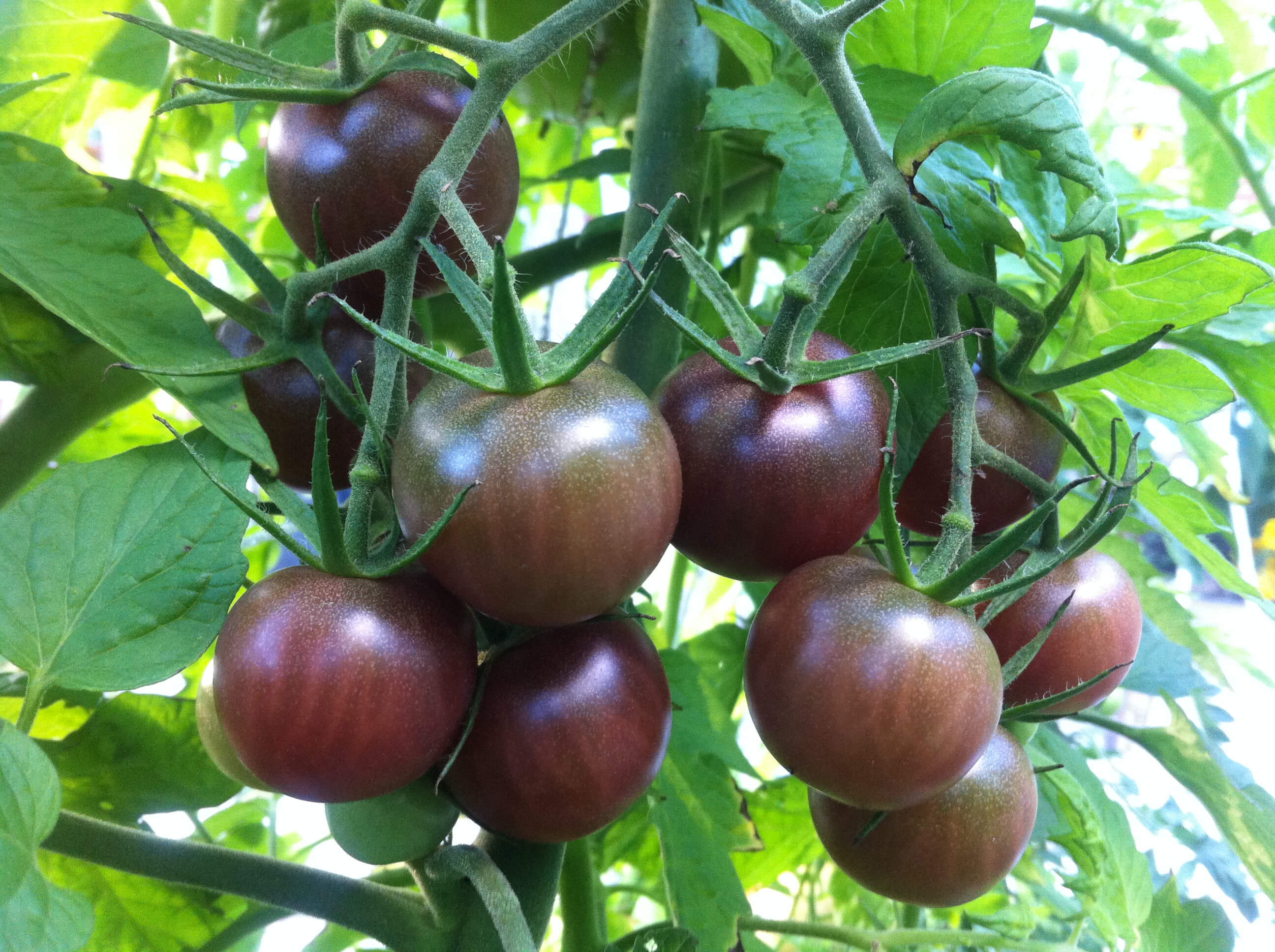Tomate – Cerise noire – Semis Urbains