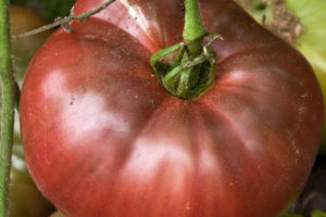 Tomate - Cherokee Purple