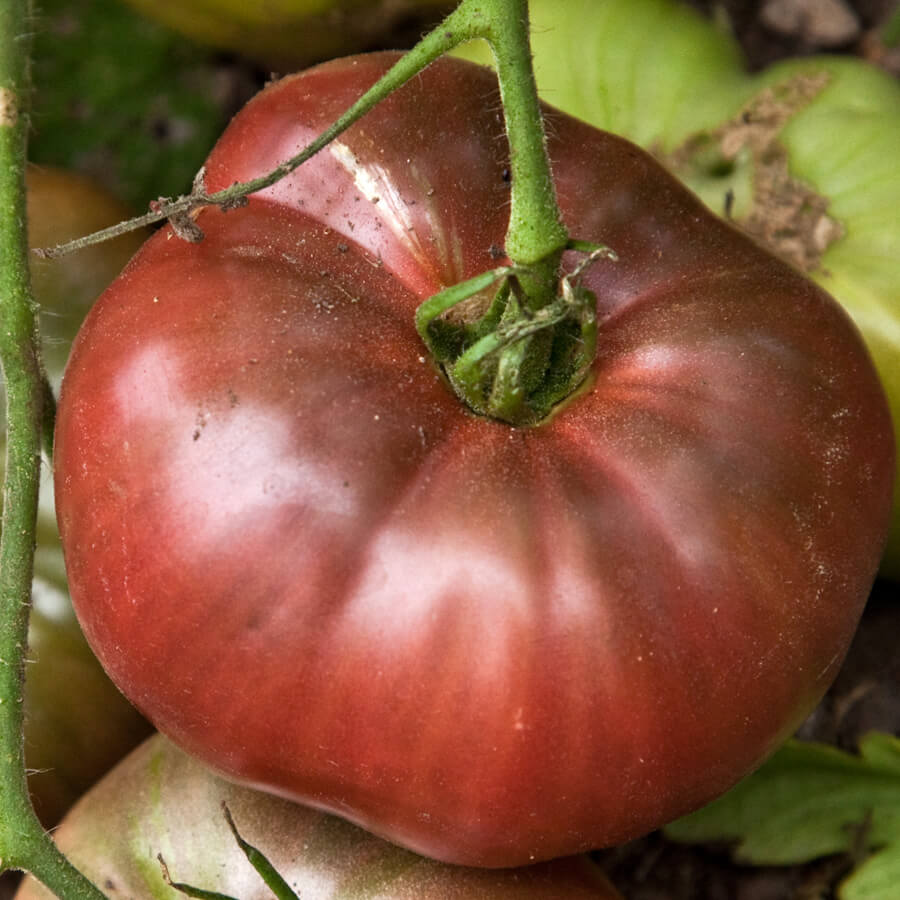 Tomate Cherokee Purple Semis Urbains