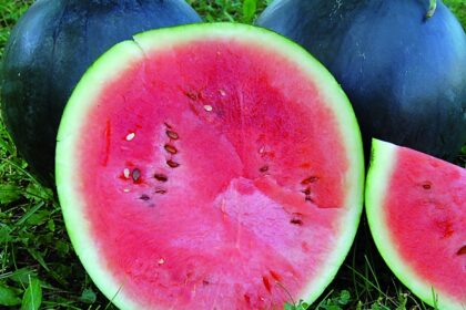 Melon - Blacktail (melon d'eau)