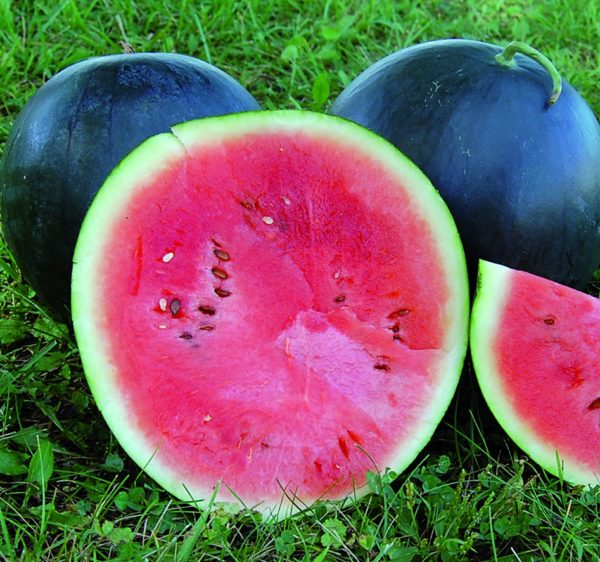 Melon - Blacktail (melon d'eau)