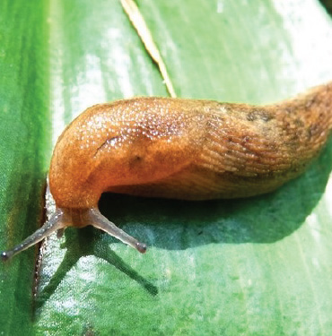 Slug