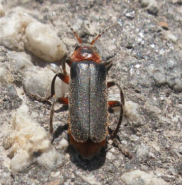 Soldier Beetle