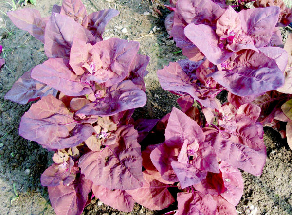 Arroche - Magenta Magic