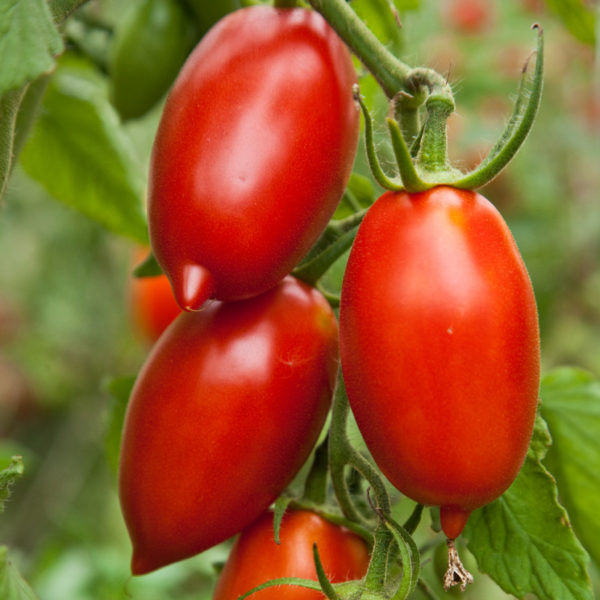 Tomate - San Marzano