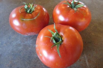 Tomate - Montreal Tasty