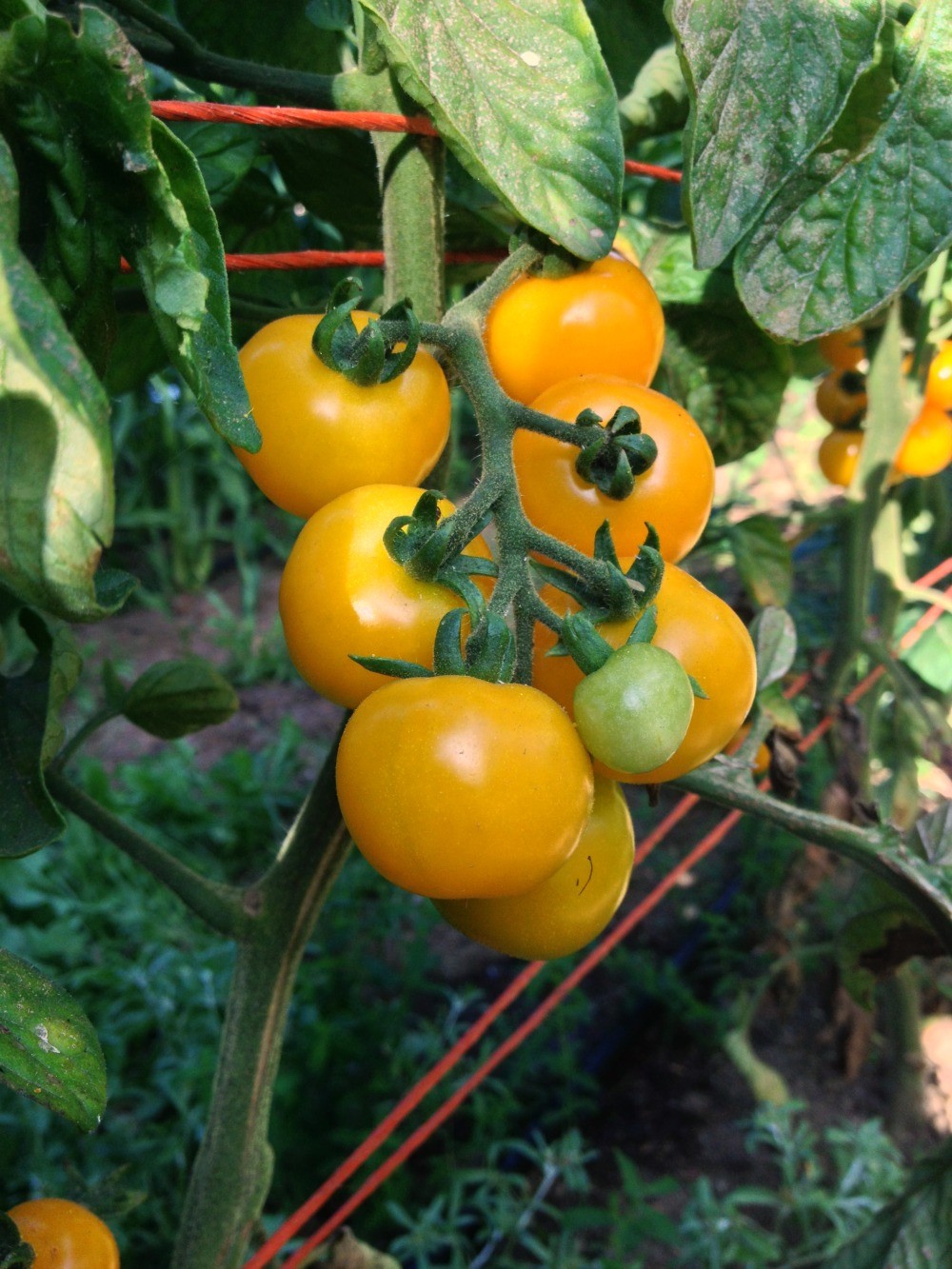 Tomate cerise jaune - Acheter des graines