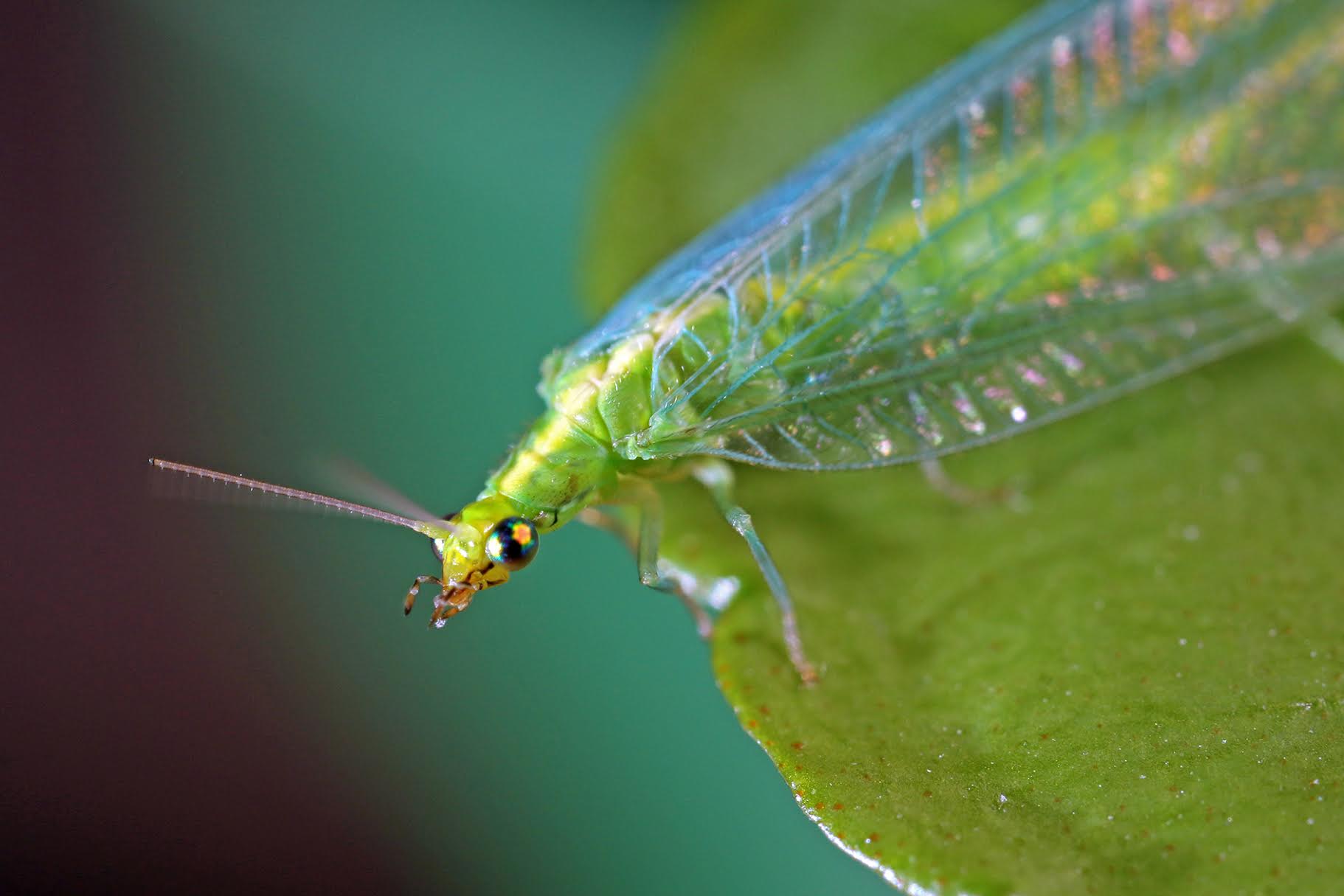 LA BIOPROTECTION DU POTAGER : LES INSECTES BÉNÉFIQUES