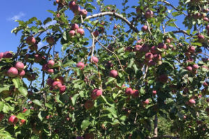 Pomme - Espion rouge