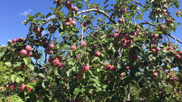 Pomme - Espion rouge